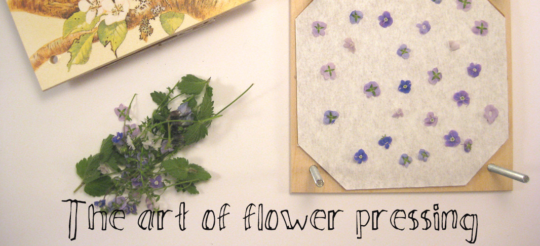 tutorial on the art of flower pressing the craft corner
